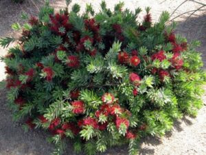 Small Shrubs For Full Sun Callistemon Citrinus 'Little John' - Dwarf Bottlebrush Image 153
