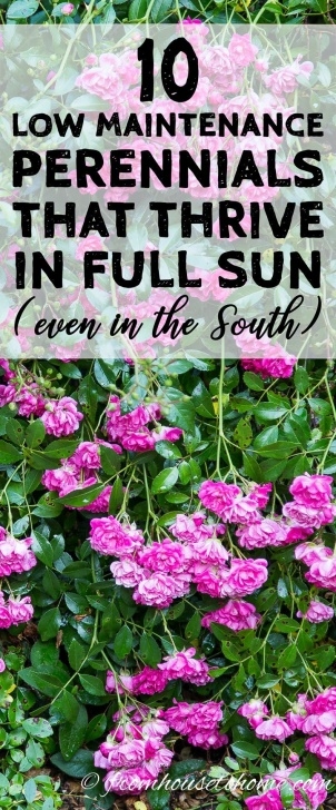 Small Shrubs For Full Sun Full Sun Perennials: 10 Beautiful Low Maintenance Plants Photo 150