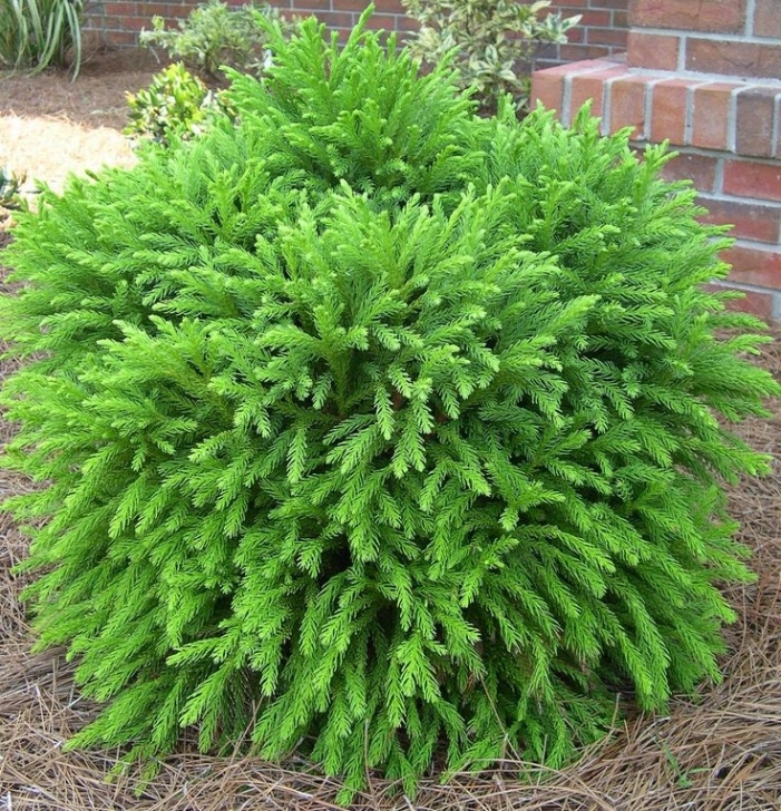 Small Shrubs For Sun 206 Best Evergreens For Small Yards Images On Pinterest Photo 520