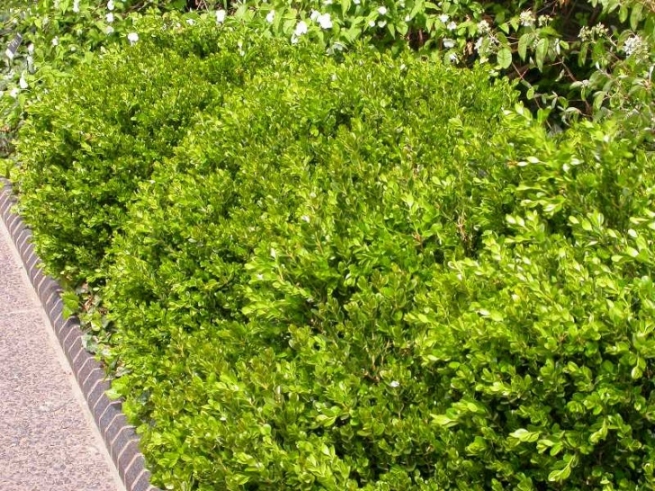 Small Shrubs For Sun Best Shrubs Picture 677