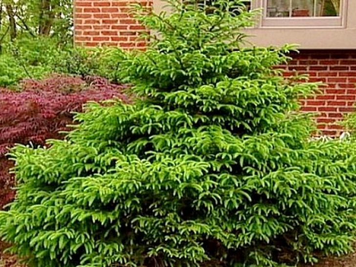 Small Shrubs For Sun Dwarf Shrubs And More | Diy Image 953