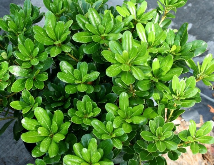 Small Shrubs For Sun Green Pittosporum Pittosporum Tobira 6-12', Evergreen Image 423