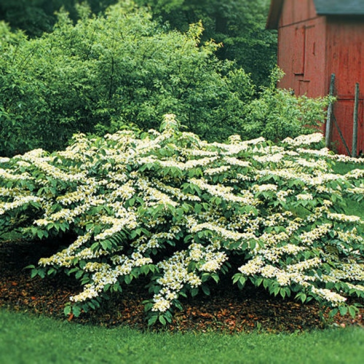 Small Shrubs For Sun How To Grow Viburnums Photo 777