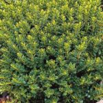 Small Shrubs For Sun Image Result For Small Evergreen Shrubs For Landscaping Image 556