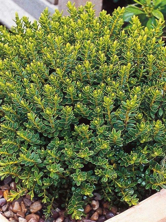 Small Shrubs For Sun Image Result For Small Evergreen Shrubs For Landscaping Image 556