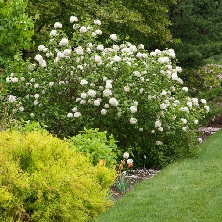 Small Shrubs For Sun Viburnum Carlesii | White Flower Farm Photo 873