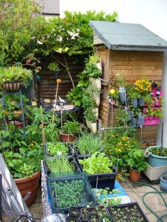 Small Space Vegetable Gardening Small Space Gardening - Look How Much You Can Grow Picture 570