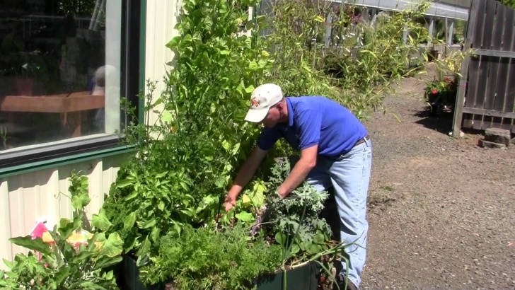Small Space Vegetable Gardening Small Space Vegetable Gardening | Qtiny Photo 332