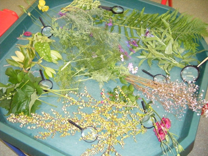 Small Spot Gardens Selection Of Garden Plants/Flowers And Magnifying Glasses Photo 064