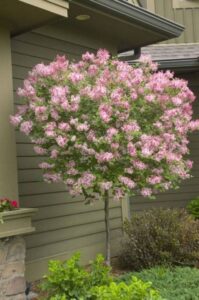 Small Trees For Flower Beds Exceptional Dwarf Trees For Landscaping | Gardening: Small Picture 592