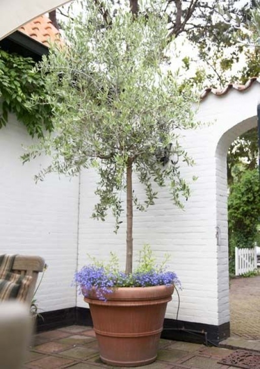 Small Trees For Pots Arbequina Olive Tree | Potted Trees, Potted Olive Tree Photo 820