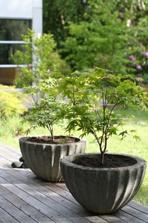 Small Trees For Pots Awesome Concrete Pots With Japanese Maple Trees. Perfect Picture 191