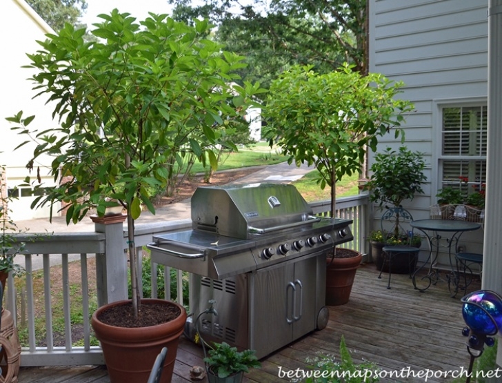 Small Trees For Pots Best Container For A Tree Form Hydrangea Image 496