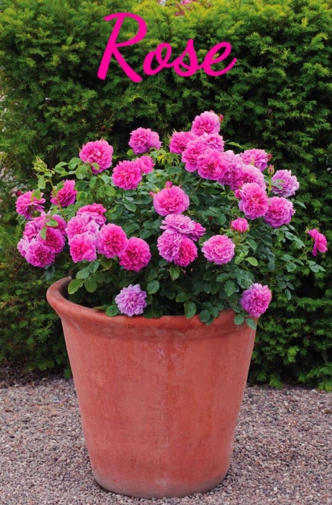Small Trees For Pots Best Evergreen Shrubs For Pots At Home - Home Gardeners Photo 610