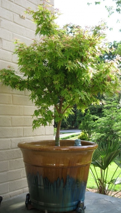 Small Trees For Pots Coral Bark Japanese Maple | Coral Bark Japanese Maple Photo 543