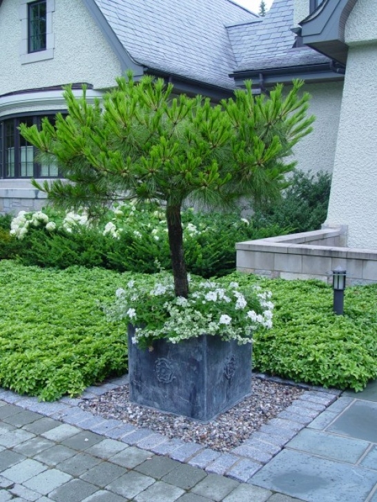 Small Trees For Pots Growing Evergreens In Pots Photo 604