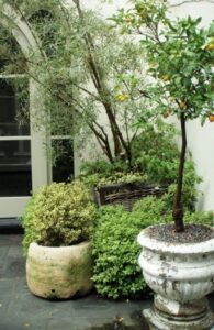 Small Trees For Pots Large Potted Plants For Patio | Potted Trees On The Patio Picture 051