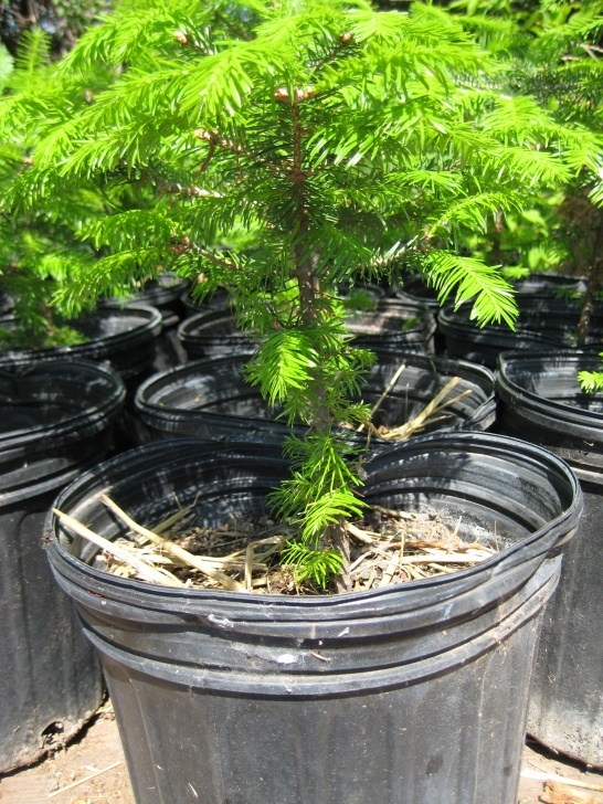 Small Trees For Pots Planting Christmas Trees On The Farm | Thewiseacres Picture 628
