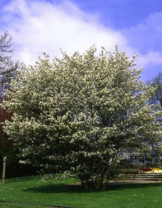 Small Trees For Small Gardens 10 Of The Best: Trees For Small Gardens | Life And Style Photo 686