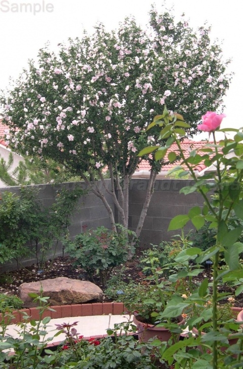 Small Trees For Small Gardens 15 Best Landscaping: Small Trees Images On Pinterest Picture 774