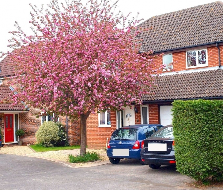 Small Trees For Small Gardens Crabapple Tree - Google Search | Crabapple Tree, Small Photo 276
