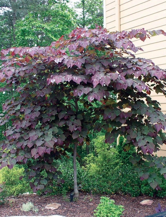 Small Trees For Small Gardens Forest Pansy Redbud | Small Front Yard Landscaping, Small Picture 066