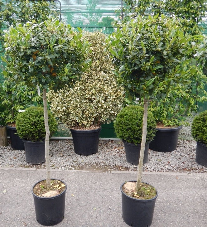 Small Trees For Small Gardens Trees For Small Gardens / English Woodlands Burrow Nursery Image 302