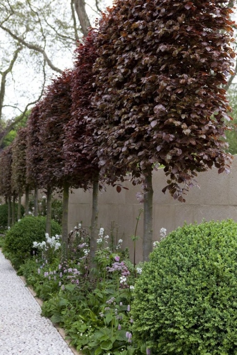 Small Trees For Small Gardens Trees For Small Gardens: Fagus Sylvatica Atropurpurea Picture 622