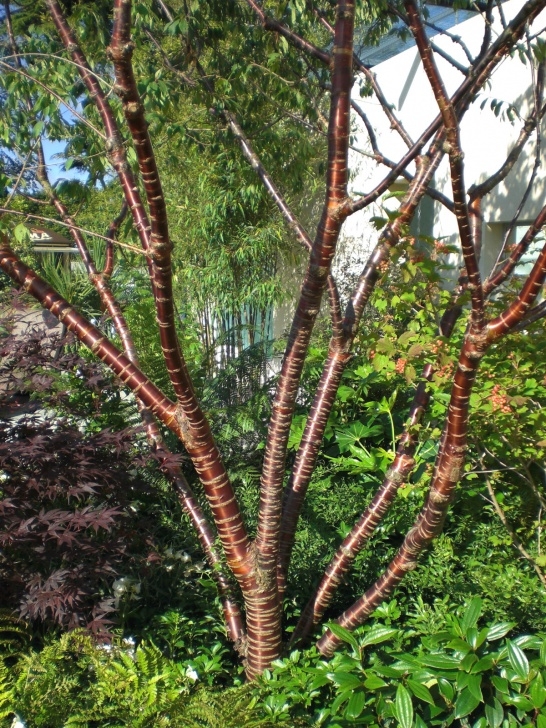 Small Trees For Small Gardens Trees For Small Gardens - Growing Nicely Photo 604