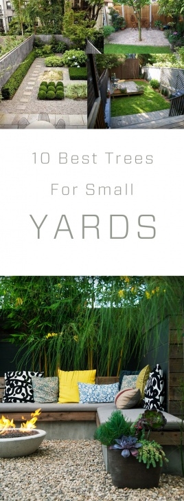 Small Trees For Small Yards 10 Best Trees For Small Yards – Making Diy Fun Picture 045