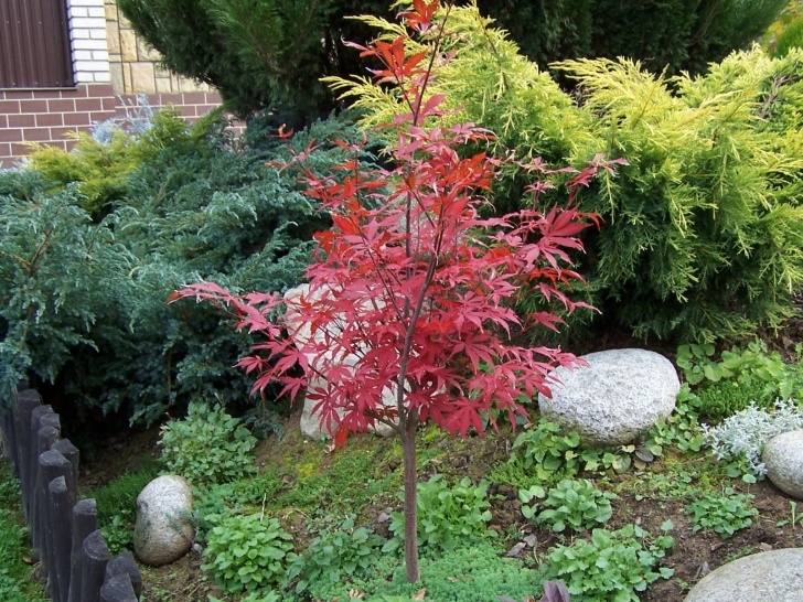 Small Trees For Small Yards Best Trees To Plant For Small Yards - Best Trees To Plant Image 027