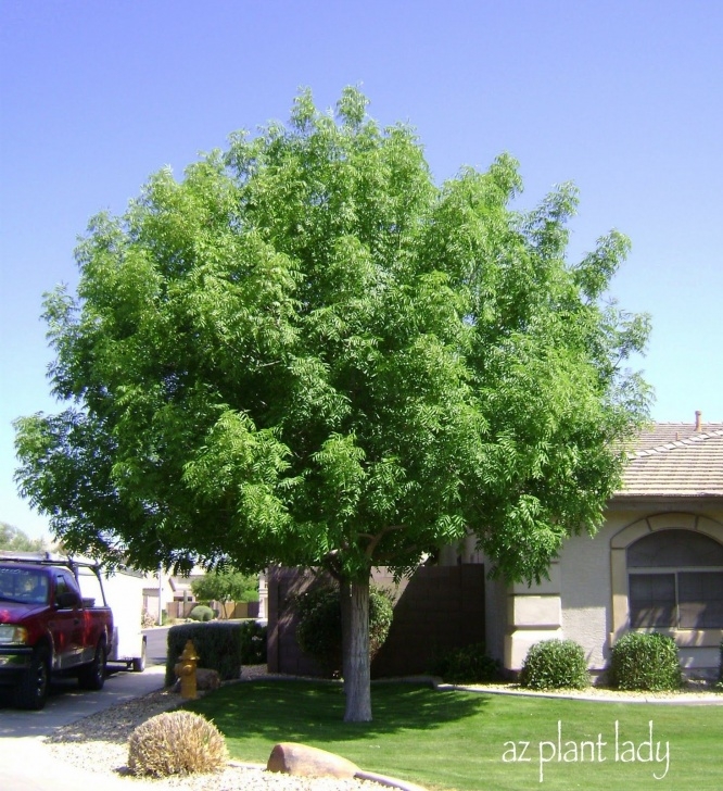 Small Trees For Small Yards Must Have A Front Yard Shade Tree. | Best Shade Trees Image 352