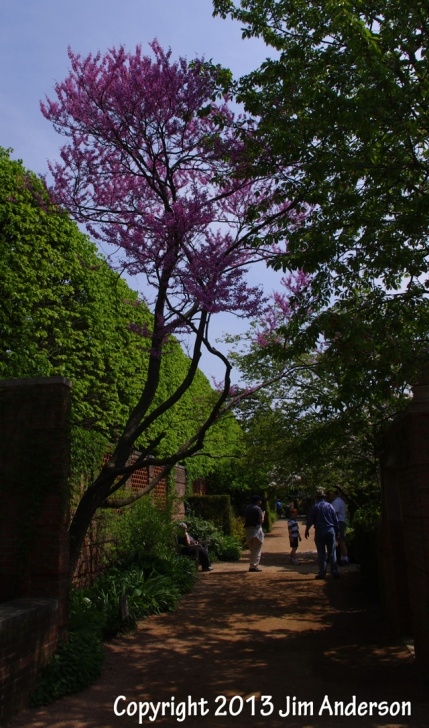 Small Trees For Small Yards Smaller Shade Trees For Your Yard Including 6 Natives Image 461