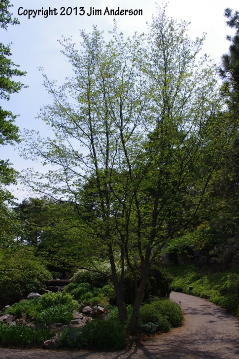 Small Trees For Small Yards Smaller Shade Trees For Your Yard Including 6 Natives Picture 431