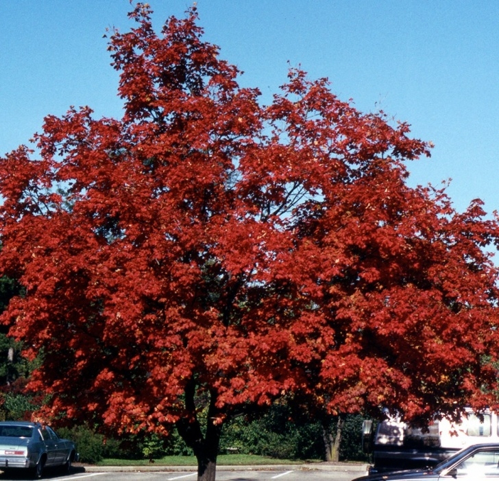 Small Trees For Small Yards Smaller Shade Trees For Your Yard Including 6 Natives Picture 510