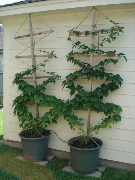Small Trellis For Indoor Plants Hops In Pots | Garden Vines, Hops Plant, Plants Image 078