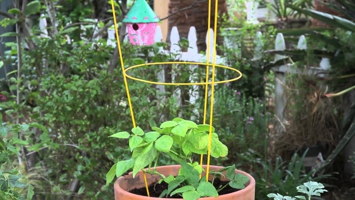 Small Trellis For Indoor Plants How To Make A House Plant Trellis Photo 396