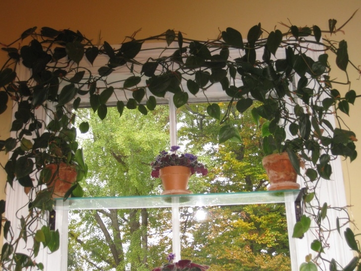 Small Trellis For Indoor Plants Indispensable Vines – Kevin Lee Jacobs Image 207