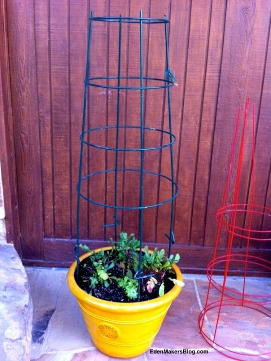 Small Trellis For Potted Plant Green-Metal-Tomato-Support-Trellis-In-Larg-Container Image 393