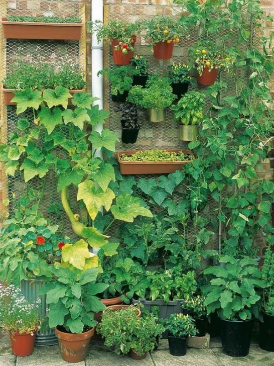 Small Vegetable Garden Plans Small Vegetable Garden Ideas - How To Plan And Design Them? Picture 973