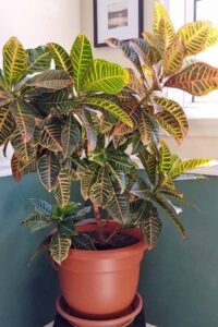 Small Vegetable Plants To Grow Indoors How To Cultivate Croton Plants Indoors | Indoor Garden Picture 356