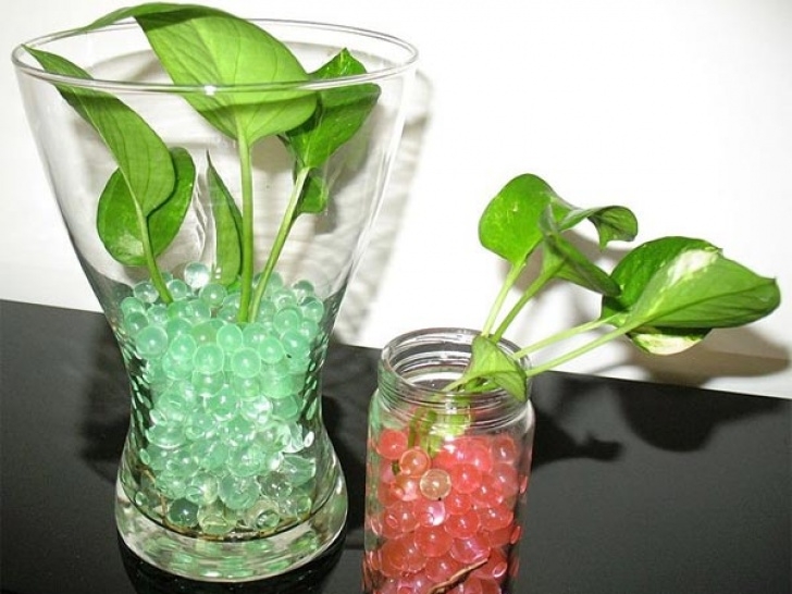 Small Vegetable Plants To Grow Indoors Small Indoor Plants To Decorate House Photos - Pics 230295 Image 206