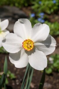 Small White Bulb Flowers Daffodils Actaea | Plant &amp; Flower Stock Photography Photo 178