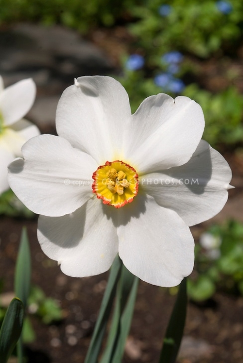 Small White Bulb Flowers Daffodils Actaea | Plant &amp; Flower Stock Photography Photo 178