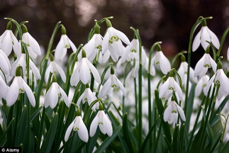 Small White Bulb Flowers Galanthus Bulbs Go For £100 Each In Great Snowdrop Rush Image 521