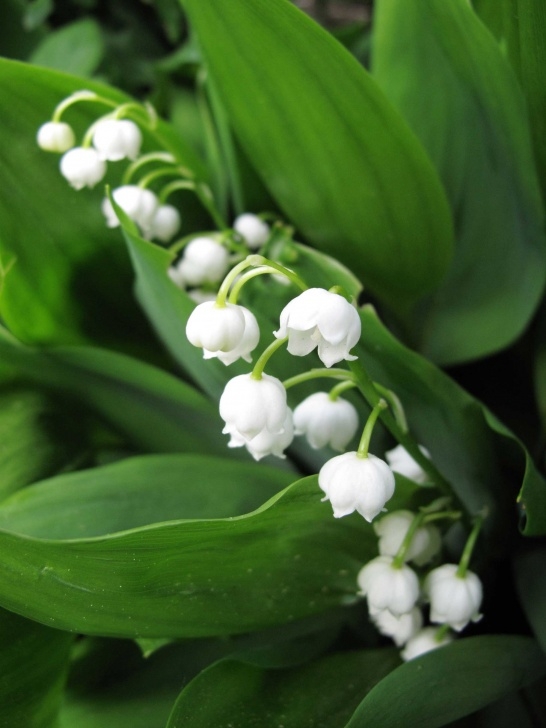 Small White Bulb Flowers Growing Lily Of The Valley: Tips And Tales - Longfield Gardens Picture 589