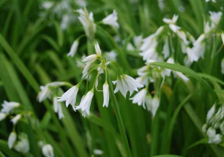 Small White Bulb Flowers How To Get Rid Of Onion Weed - Razorback Mowers Australia Image 018