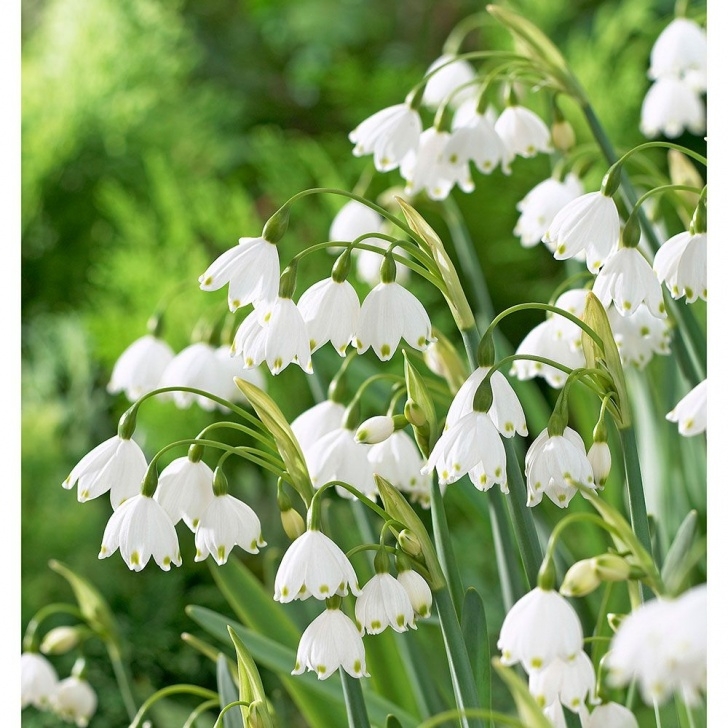 Small White Bulb Flowers Leucojum Aestivum Gravetye Giant | White Flower Farm Image 759