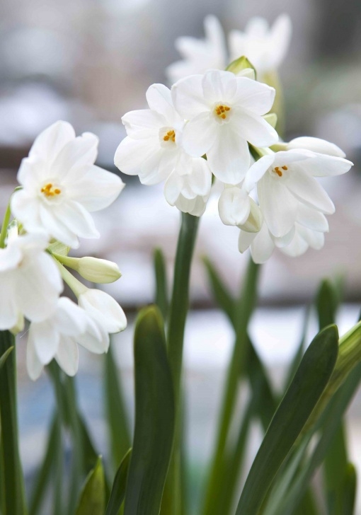 Small White Bulb Flowers Narcissus 'Paperwhite Ziva' | Narcissus Flower, Flower Image 758