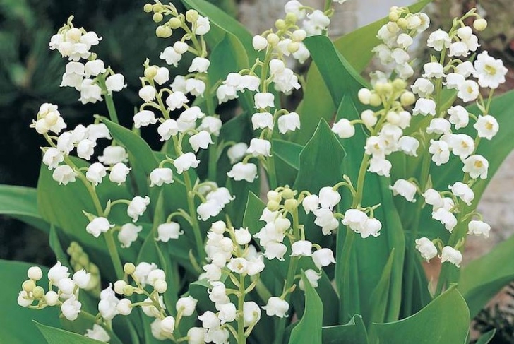 Small White Bulb Flowers Top 10 Spring Flowering Bulbs | Thompson &amp; Morgan Photo 720
